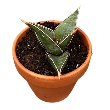 Sansevieria Pinguicula