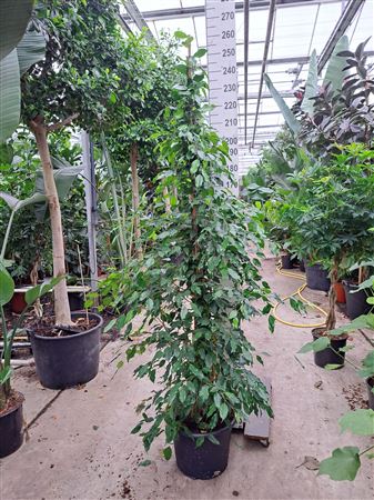 Ficus Be Exotica Piramide