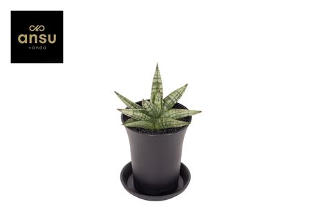 Sansevieria Inti Mini No. 4