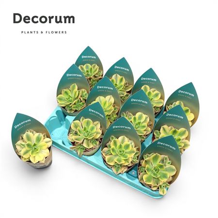 Aeonium Starburst Decorum