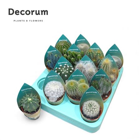 Cactus Mix Potcover (decorum)
