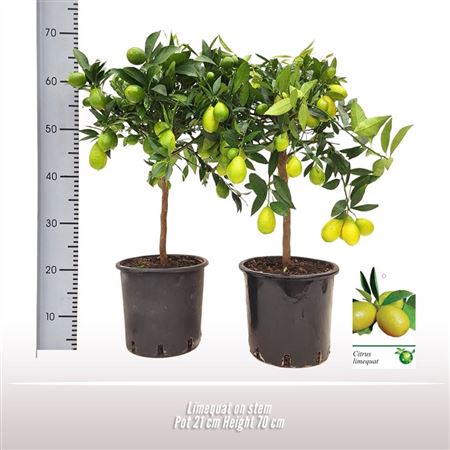 Citrus Lima Rossa On Stem