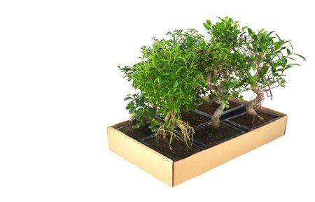 Bonsai Mix 8 Years With Saucer