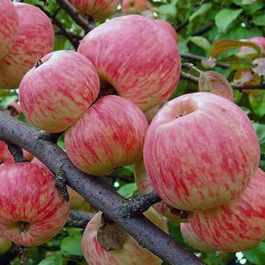 Яблоня домашняя Мелба в тубе