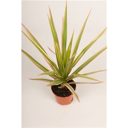 Drac Bicolor Head
