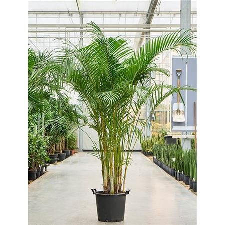 Dypsis Lutescens
