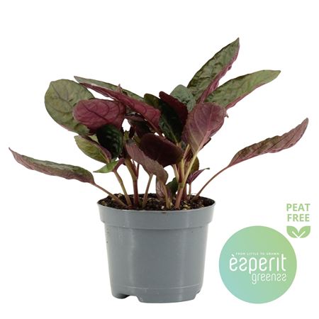 Hemigraphis Red Flame