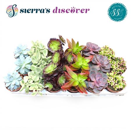 Sierra's® - Sevilla Succulents Mix (luxe)