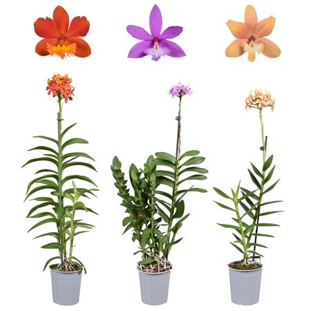 Epidendrum 1st Mix
