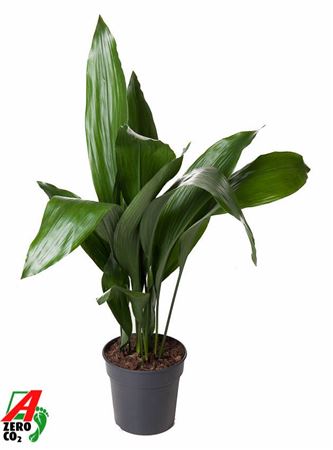Aspidistra Elatior 15+