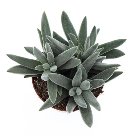 Crassula Silver