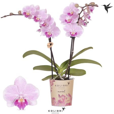 Phal Little Kolibri 2st Jewel Italy (ok)