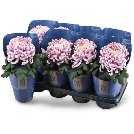 Chrys Coco Pink 1pp