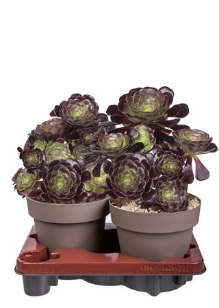 Aeonium Arboreum