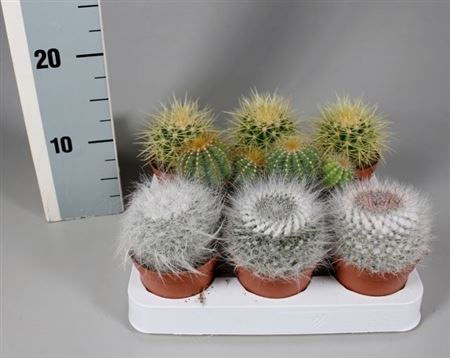 Cactus Boll Mix On Row