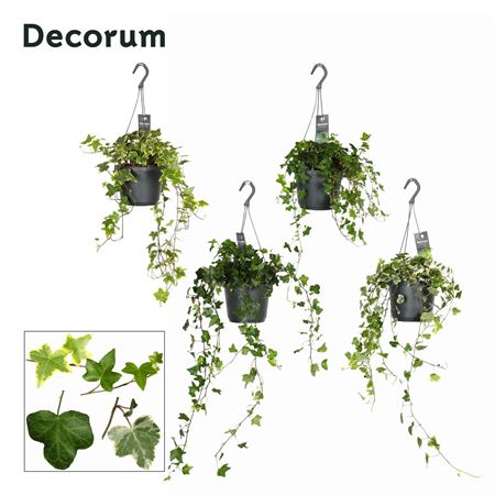 Hedera Helix Mix