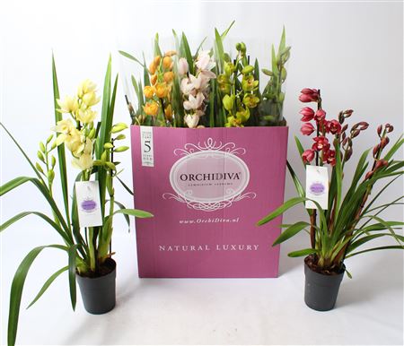 Цимбидиум 4-5ст Микс