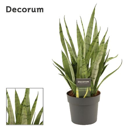 Sansevieria Silver Princess (decorum)