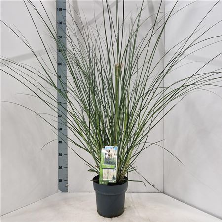 Cortaderia Sell Citaro