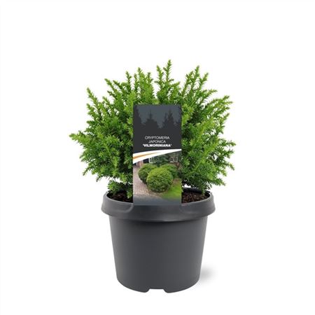 Cryptomeria Jap Vilmoriniana