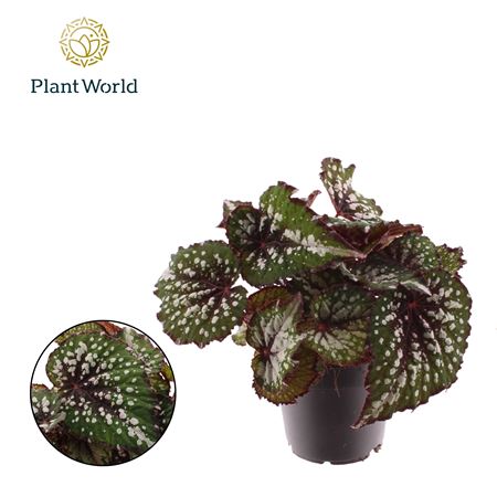 Begonia Rex Bostella