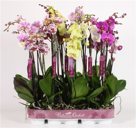 Phal 3st Bohemian Mix 18+ (piko)