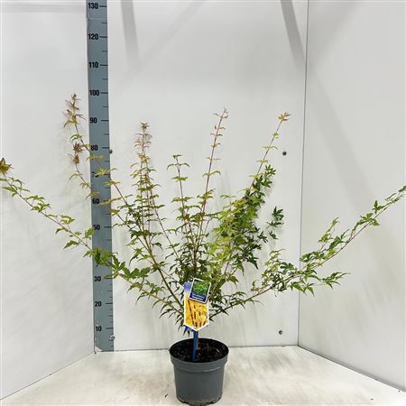 Acer Palm Sangokaku