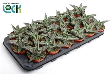Aloe Tribal