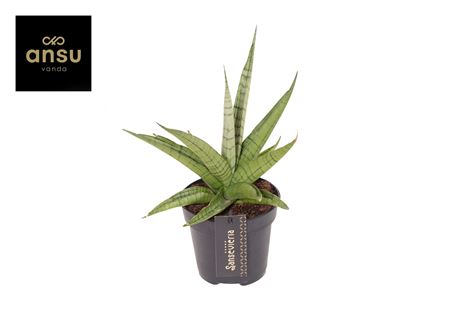 Sansevieria Comet Laurel Grey No. 1