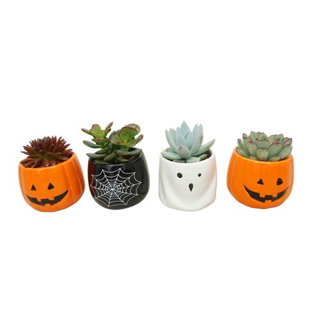 Succulent Mix In 7 Cm 'scary Halloweenplanter'