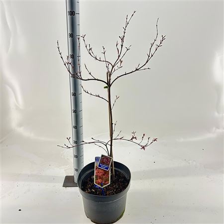 Acer Palm Garnet.