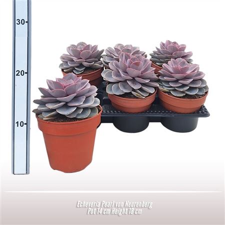 Echeveria After Glow