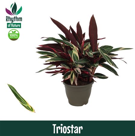 Calathea Triostar (rhythm Of Nature)