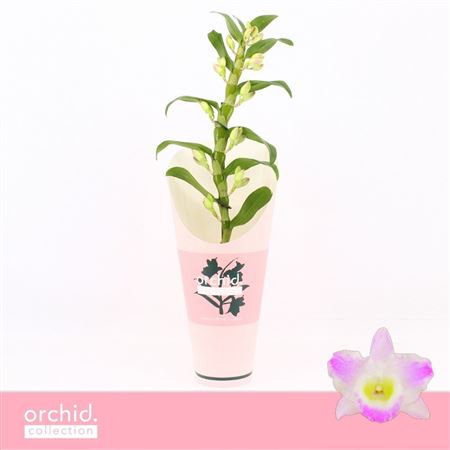 Dendr Nob 1st Pandora Orchid Collect