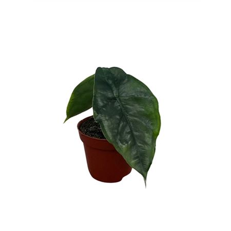Alocasia Dragon Breath