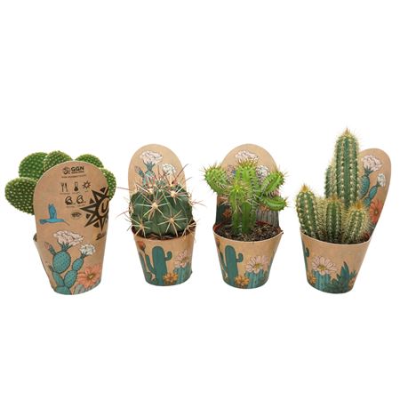 Cactus Mix Pot Cover