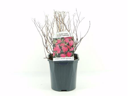 Спирея Японская Энтони Уотерер