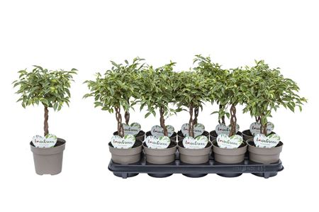 Ficus Be Kumani Twisted Stem