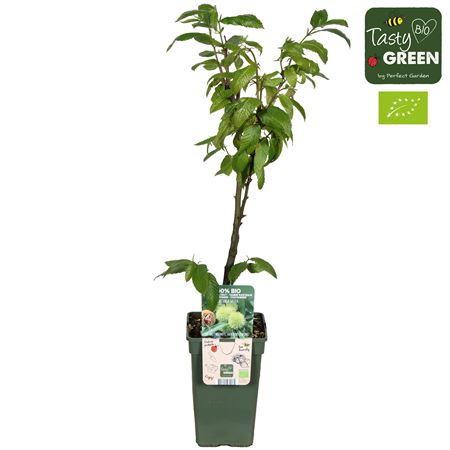 Castanea Sativa Bio