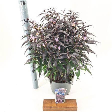 Strobilanthes Anisophyllus Brunetthy.