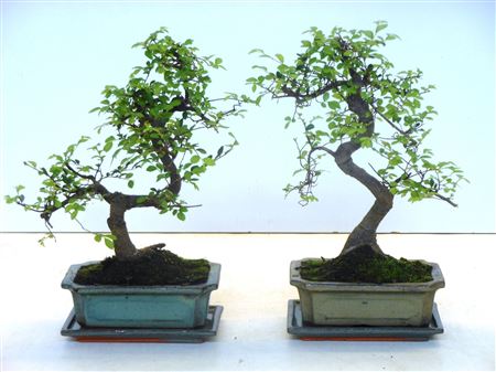 Bonsai Zelkova Parvifolia, 20cm., Shape, With Drip
