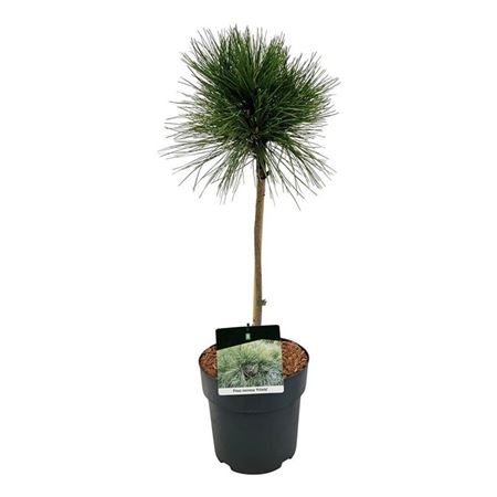 Pinus Resinosa Pillnitz On Stem