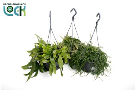 Rhipsalis Mix Hang