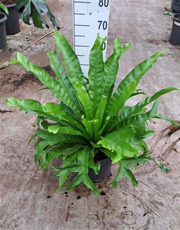 Asplenium Antiquum Leslie