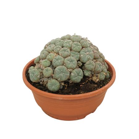 Lophophora Williamsii