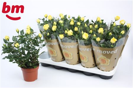 Rosa Yellow (bm)