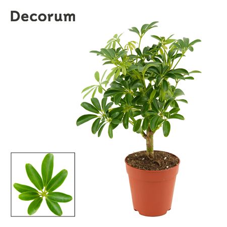 Schefflera Luseana On Stem (decorum)