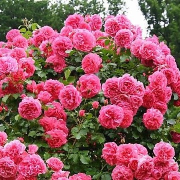 Роза плетистая Розариум Ютерсен