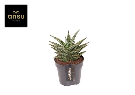 Sansevieria Comet Mini Queen