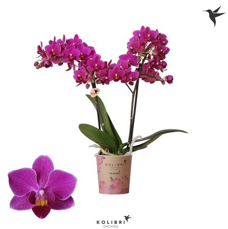 Phal 2st Belgium 22+ Potcover (ok)